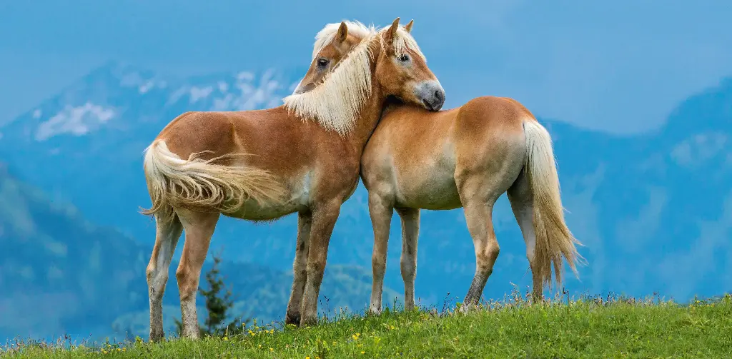 GEO-XXL-Postkarte »Pferdeflüstern?«