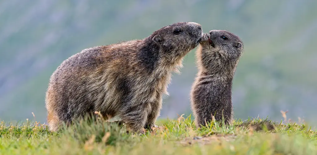 GEO-XXL-Postkarte »Vertrautes Murmeln«