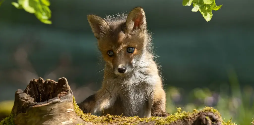 GEO-XXL-Postkarte »Fuchsig werden«