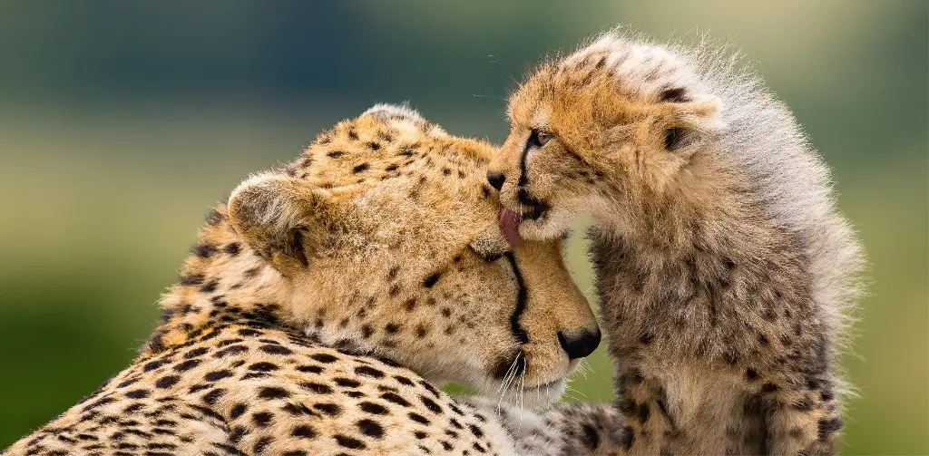GEO-Postkarte »Geparden, Masai Mara, Kenia«