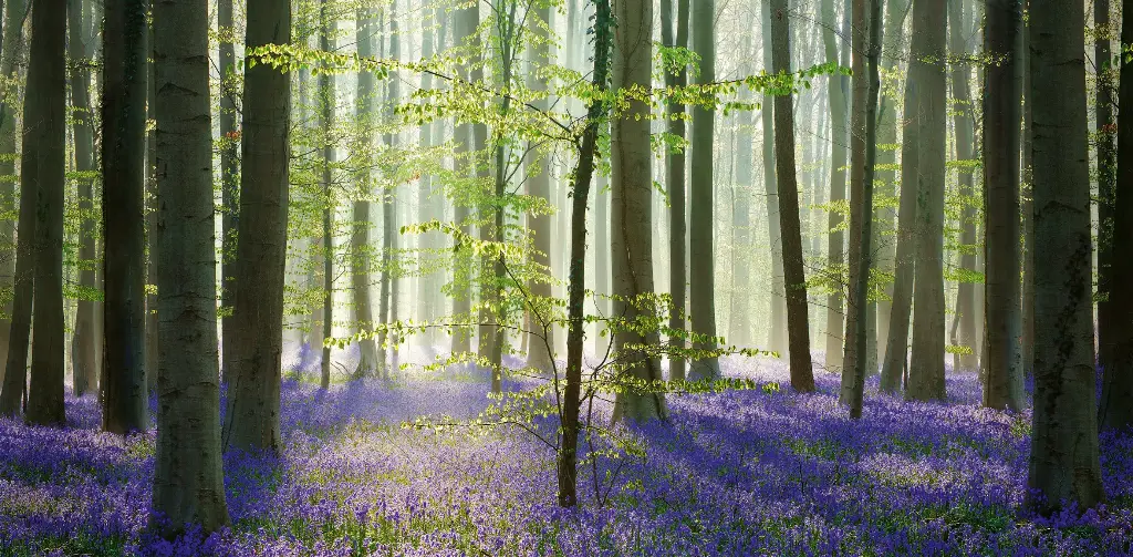 GEO-XXL-Postkarte »Morgenwald«