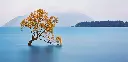 GEO-XXL-Postkarte »Wanaka-Bruchweide«