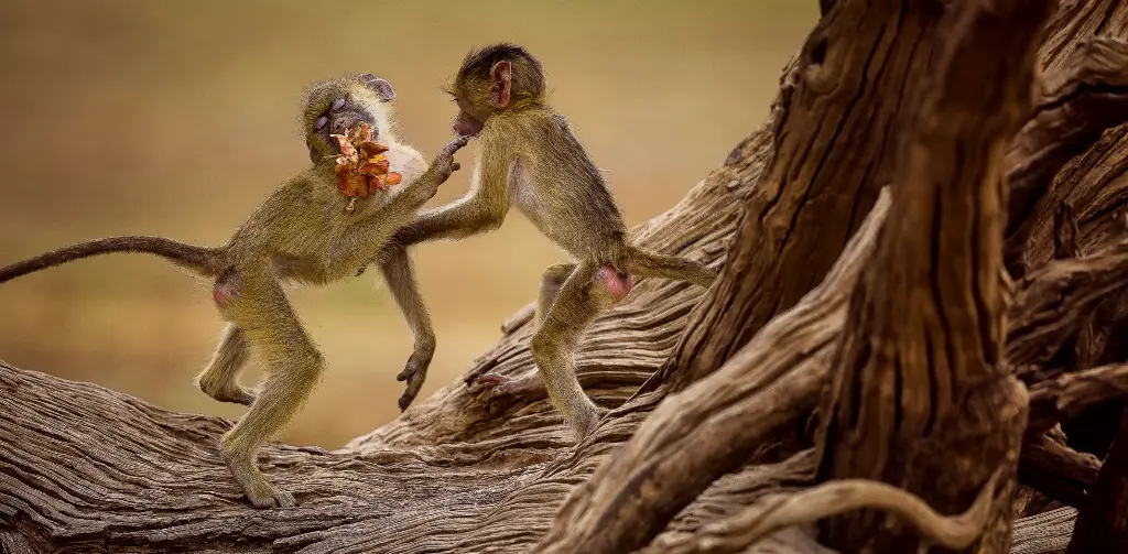 GEO-XXL-Postkarte »Affenpaar«