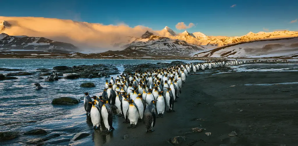 GEO-Postkarte »Königspinguine«