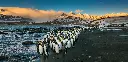 GEO-Postkarte »Königspinguine«