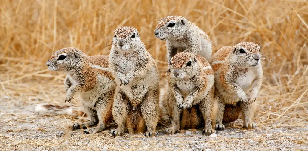 GEO-Postkarte »Kap-Borstenhörnchen«