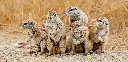 GEO-XXL-Postkarte »Kap-Borstenhörnchen«