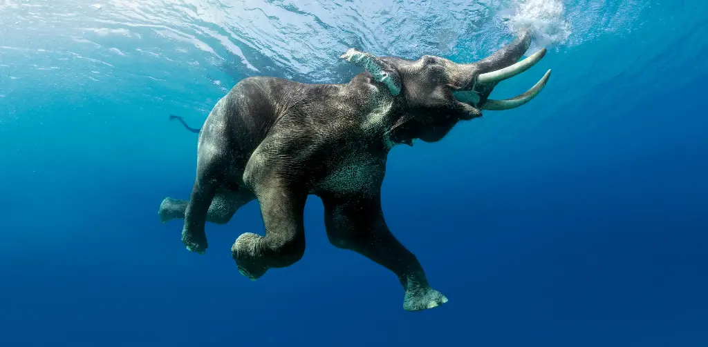 GEO-XXL-Postkarte »Abgetaucht«