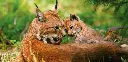 GEO-Postkarte »Europäischer Luchs«