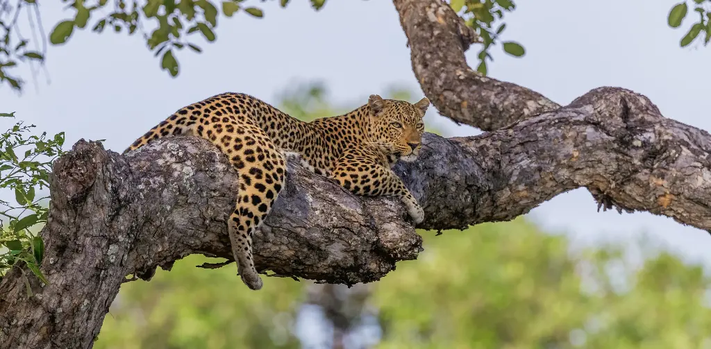 GEO-Postkarte »Leoparden«