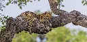 GEO-Postkarte »Leoparden«
