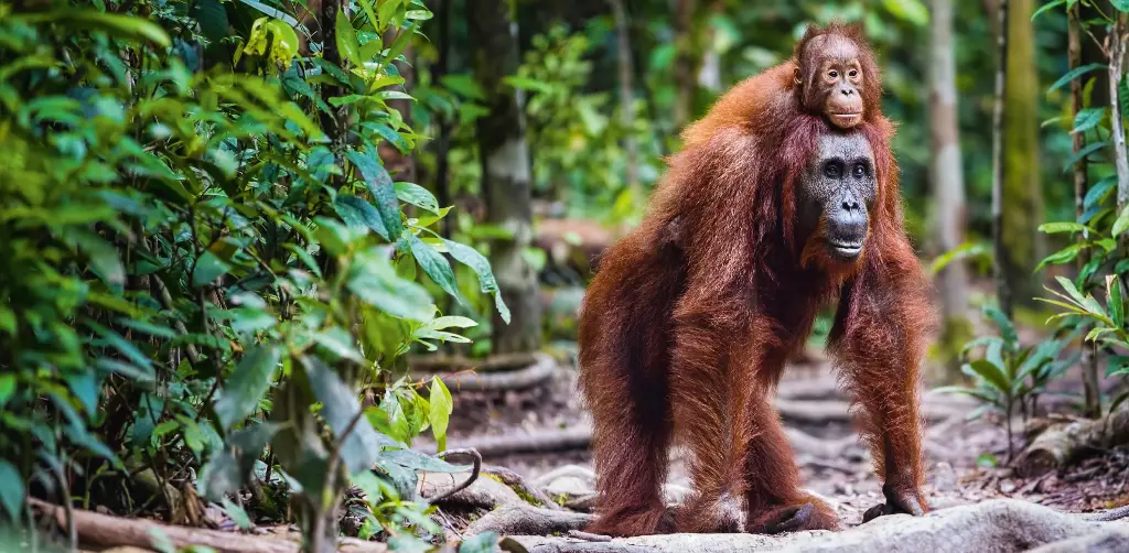 GEO-XXL-Postkarte »Orang-Utan«