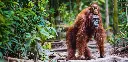 GEO-Postkarte »Orang-Utan«