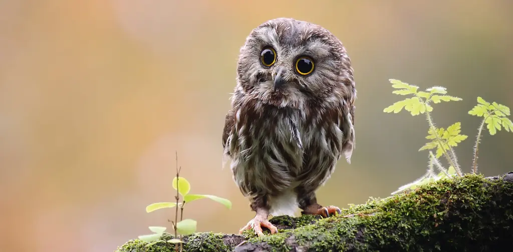 GEO-XXL-Postkarte »Eule«