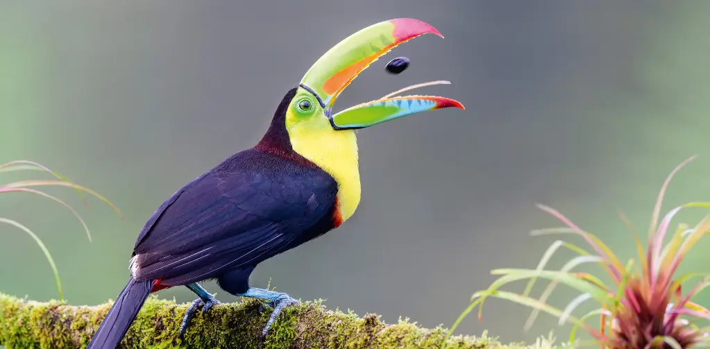 GEO-XXL-Postkarte »Fischertukan«