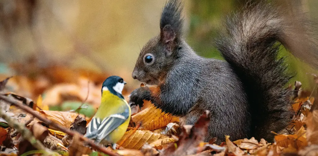 GEO-Postkarte »Meise und Eichhörnchen«