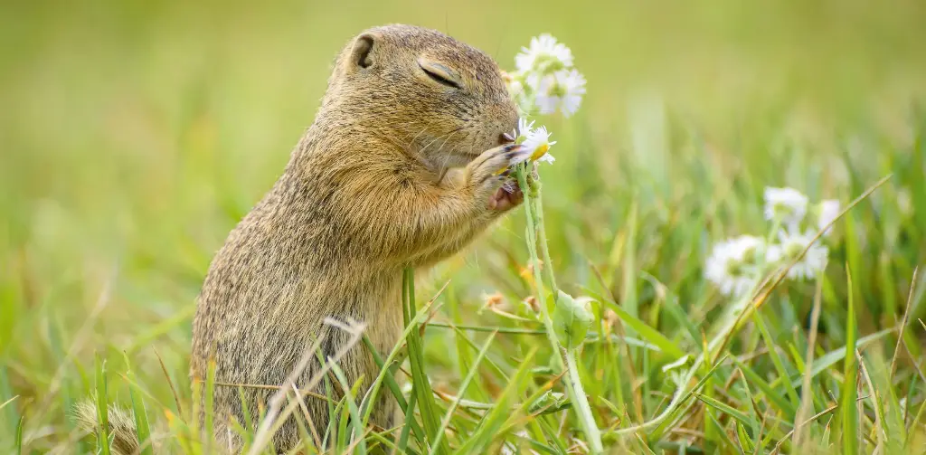 GEO-XXL-Postkarte »Ziesel«