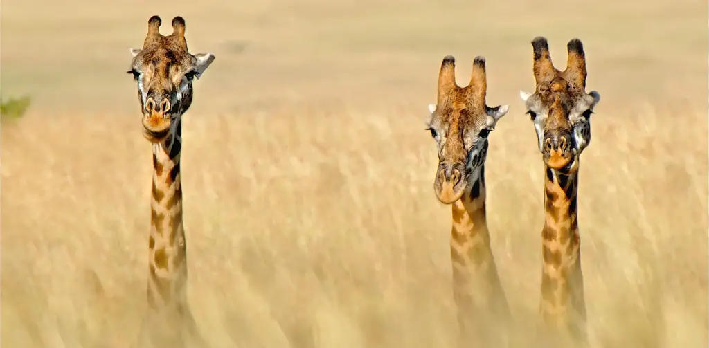 GEO-XXL-Postkarte »Auf Empfang«