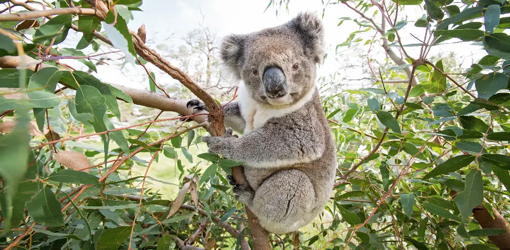 GEO-Postkarte »Koala«