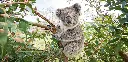GEO-Postkarte »Koala«