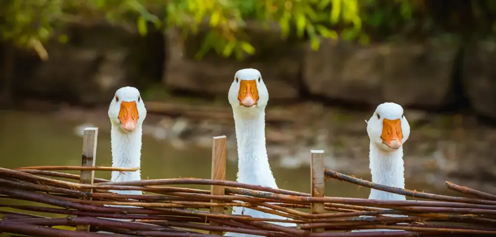 GEO-XXL-Postkarte »Gänse«