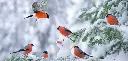 GEO-XXL-Postkarte »Vögel im Schnee«