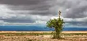 GEO-Postkarte »Giraffe«