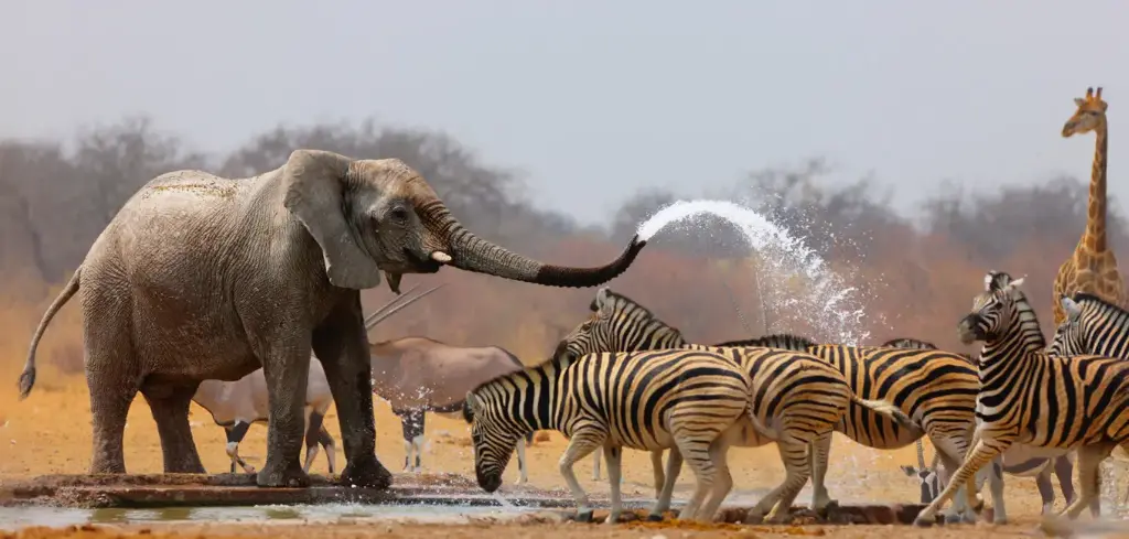 GEO-XXL-Postkarte »Elefant und Zebra«