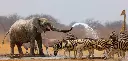 GEO-XXL-Postkarte »Elefant und Zebra«