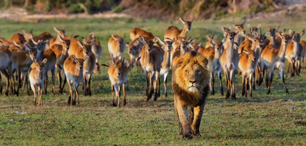 GEO-XXL-Postkarte »Löwe und Gazellen«