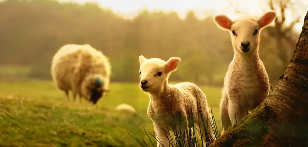 GEO-XXL-Postkarte »Lämmer«