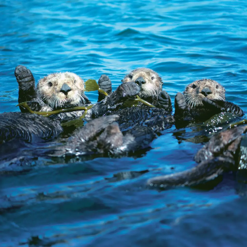 GEO-Doppelkarte »Nordpazifische Seeotter«