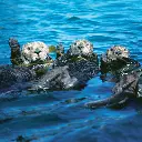 GEO-Doppelkarte »Nordpazifische Seeotter«