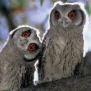 GEO-Doppelkarte »Aktive Nachteulen«