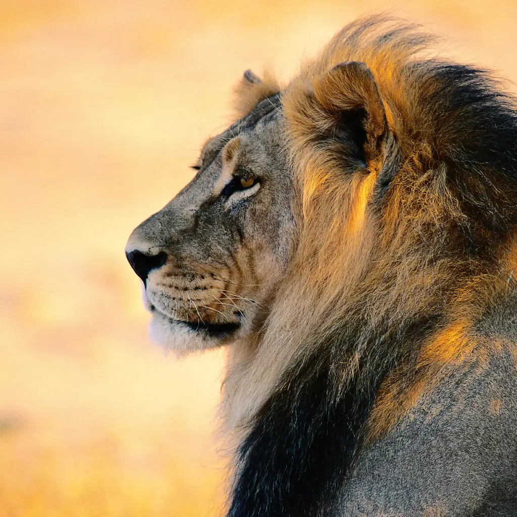 GEO-Doppelkarte »König der Tiere«