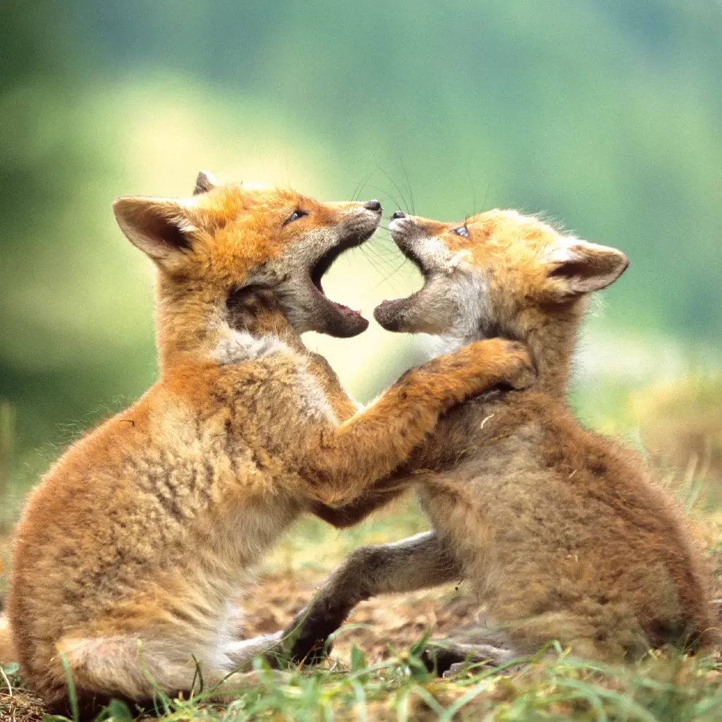 GEO-Doppelkarte »Meister der Anpassung«