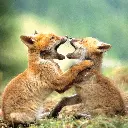 GEO-Doppelkarte »Meister der Anpassung«