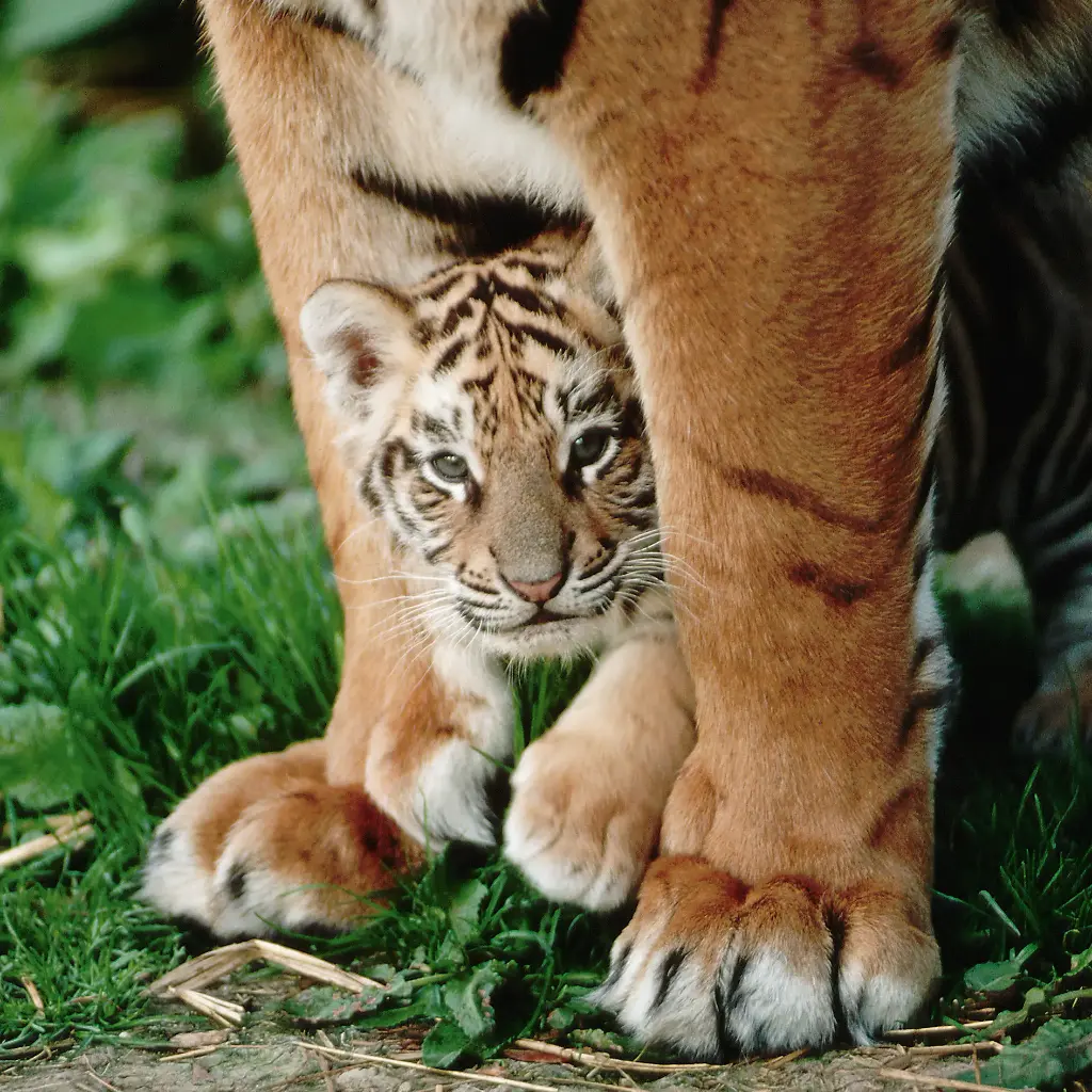 GEO-Doppelkarte »Königliche Raubkatzen«