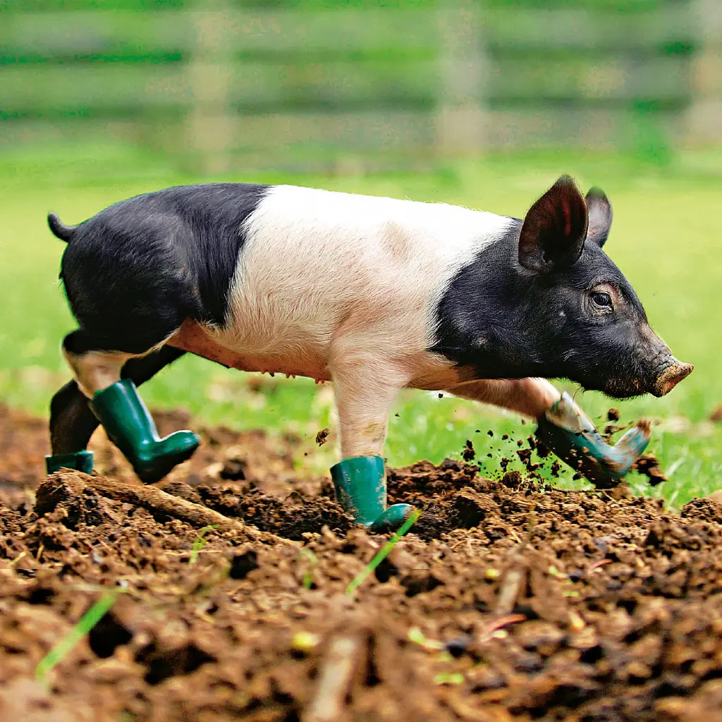 GEO-Doppelkarte »Unschweinisch«