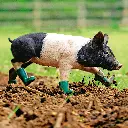 GEO-Doppelkarte »Unschweinisch«