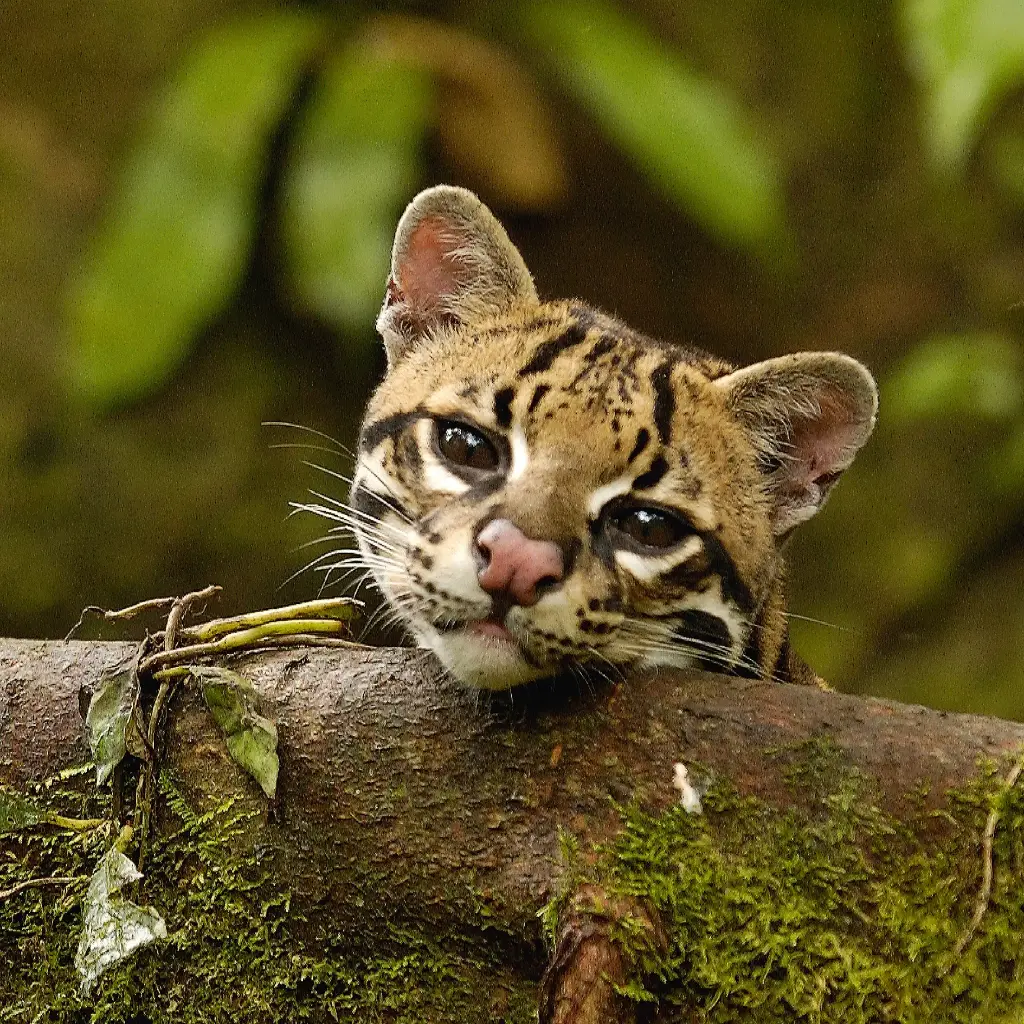 GEO-Doppelkarte »Einst stark bejagt«