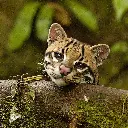 GEO-Doppelkarte »Einst stark bejagt«