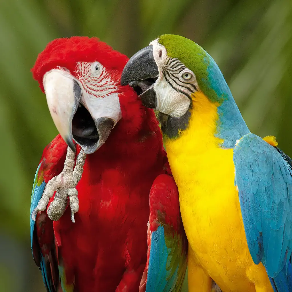 GEO-Doppelkarte »Bunte Vögel«