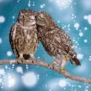 GEO-Doppelkarte »Kauz sucht Käuzin«