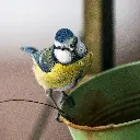 GEO-Doppelkarte »Schlauer Vogel«