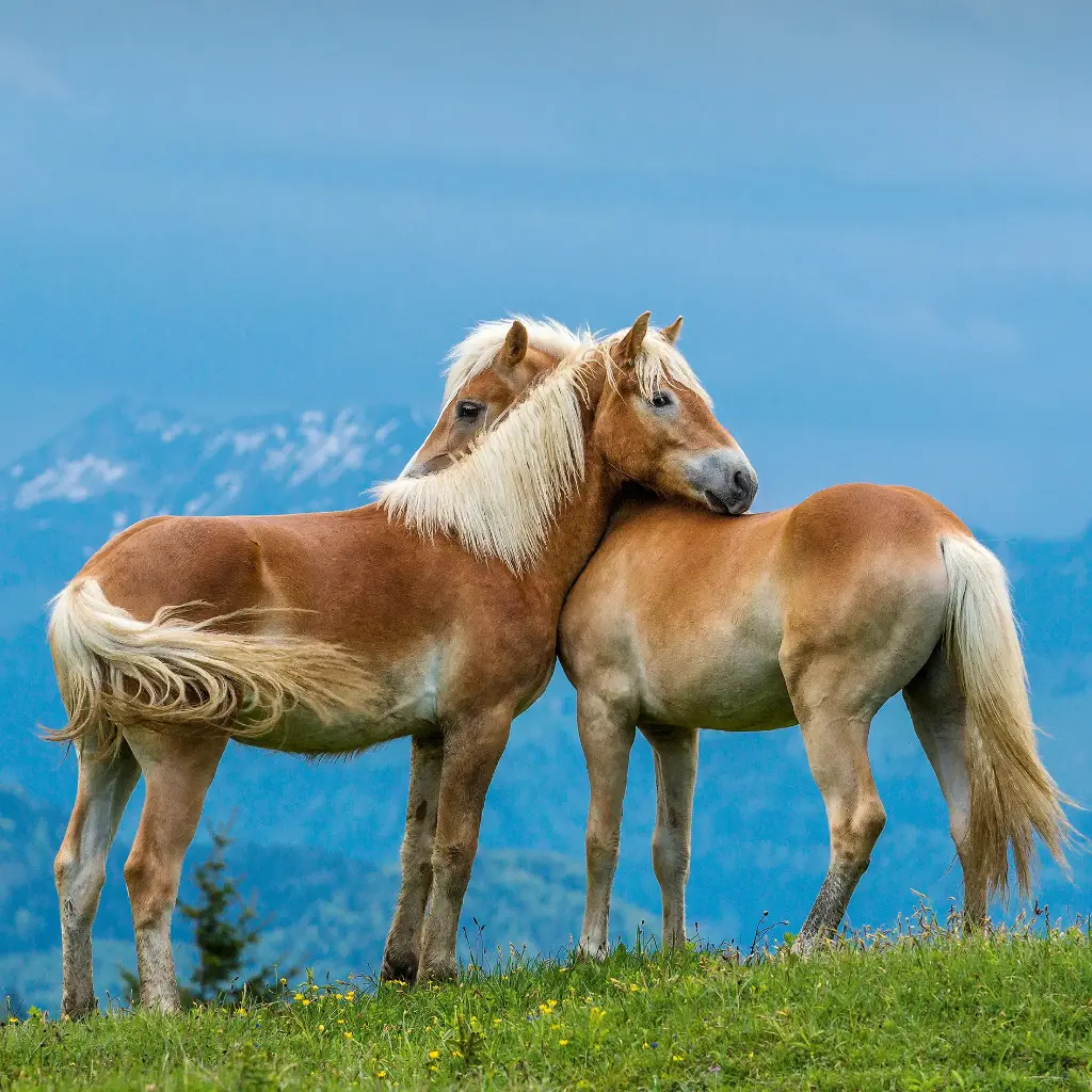 GEO-Doppelkarte »Pferdeflüstern?«