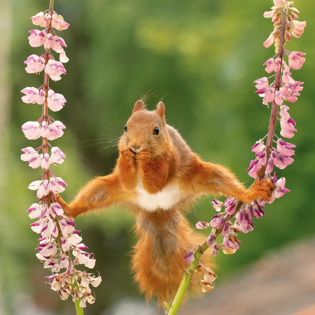 GEO-Doppelkarte »Eichhörnchen«