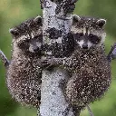 GEO-Doppelkarte »Waschecht«