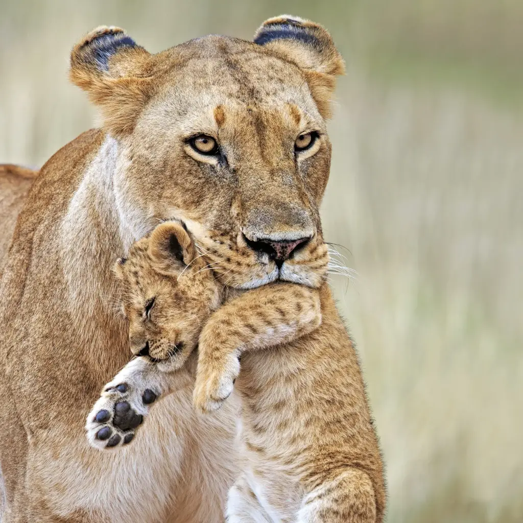 GEO-Doppelkarte »Löwenmutter mit Kind«