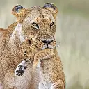 GEO-Doppelkarte »Löwenmutter mit Kind«